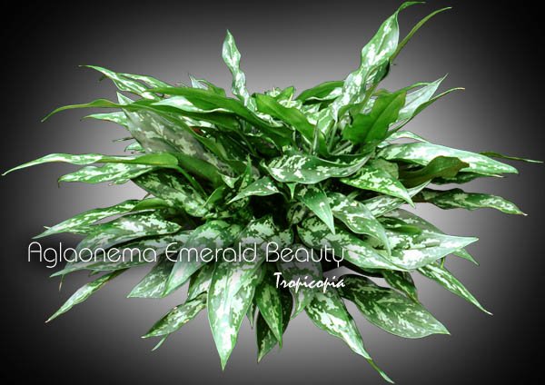 Aglaonema - Aglaonema 'Emerald Beauty' - Chinese Evergreen